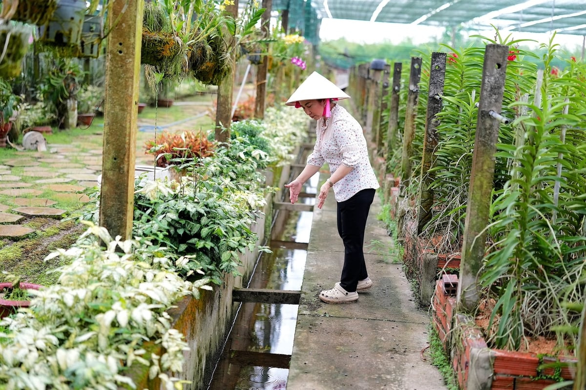 Vườn lan 24 ha giữa vùng 'đất thép’