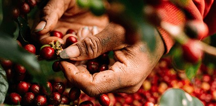 Giá cà phê ngày 5/1: Chạm mốc 98.500 đồng/kg, kỳ vọng sớm vượt ngưỡng 100.000 đồng