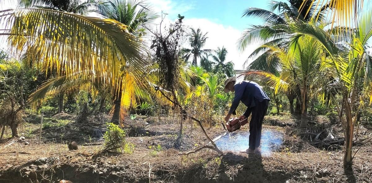 Để vườn cây sớm xanh trở lại sau lũ