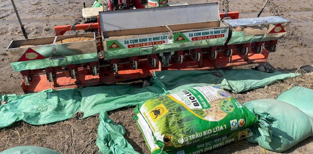 Sử dụng hiệu quả phân bón Đầu Trâu Bio-Canxi trong sản xuất lúa bền vững