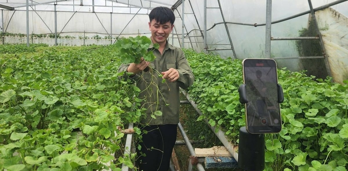 Thử sức làm nông nghiệp công nghệ cao với rau má thủy canh