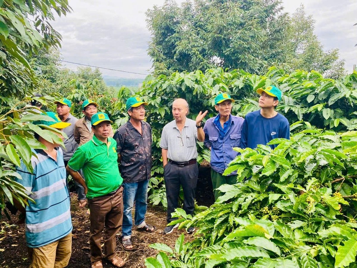 Canh tác cà phê thông minh: Vai trò tích hợp của công nghệ và phân bón