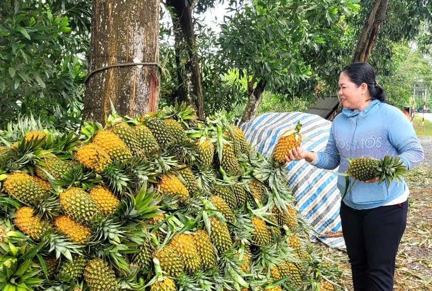 'Trái vàng' trên đất phèn Đồng Tháp Mười
