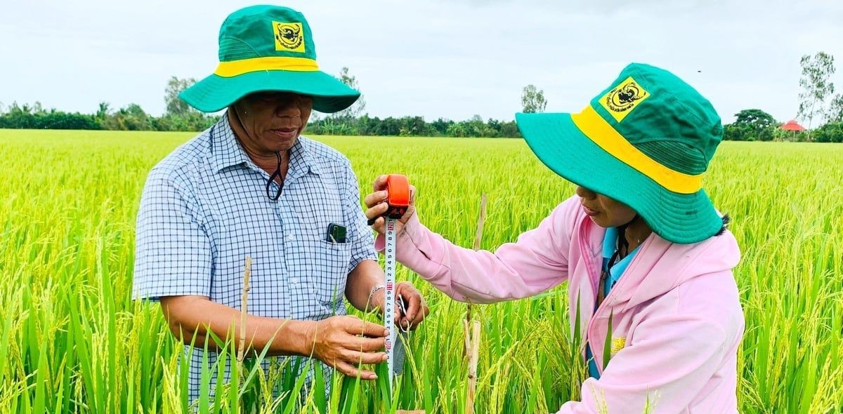 Thúc đẩy thành lập Trung tâm Khuyến nông vùng ĐBSCL