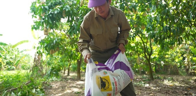 Bón phân Đầu Trâu cho xoài nuôi trái chuẩn bị Tết Ất Tỵ 2025
