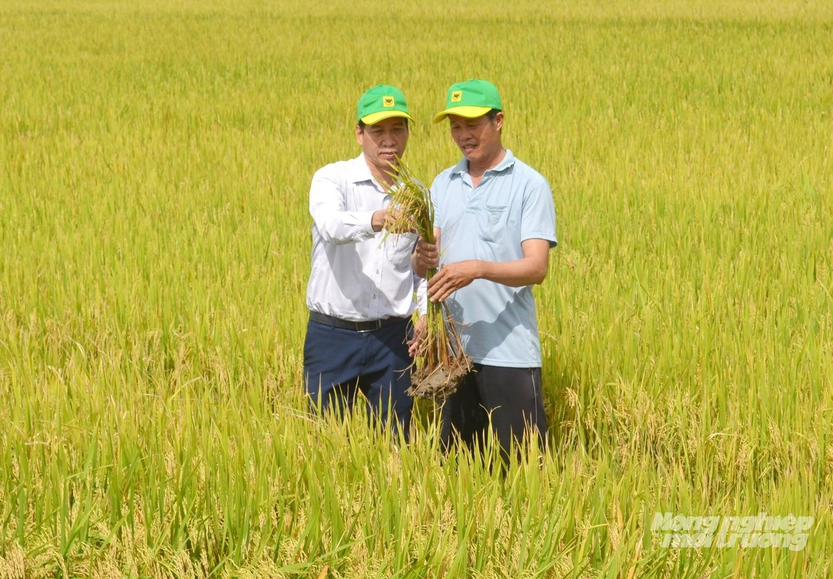 Đồng Tháp tăng tốc về đích 75.000 ha lúa chất lượng cao, phát thải thấp