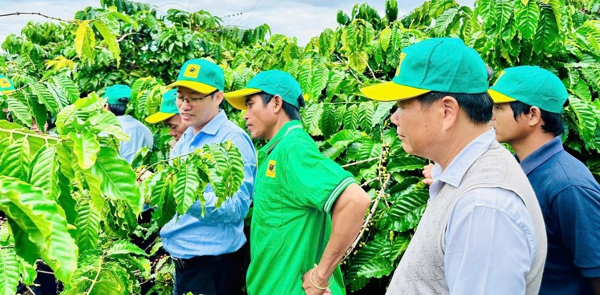 Tại sao cần canh tác cà phê thông minh? [Bài 1] Thế nào là canh tác thông minh?