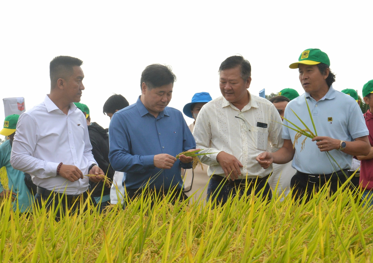 Canh tác lúa giảm phát thải lợi nhuận tăng cao hơn 55 triệu đồng/ha