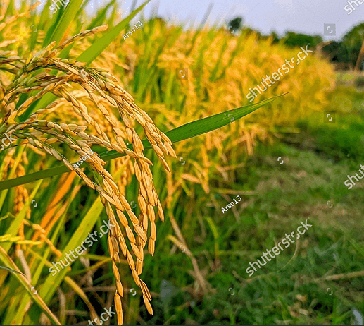 កួរស្រូវទុំនៅលើវាលស្រែ