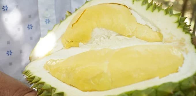 Quảng Ngãi ban hành quy chế sử dụng nhãn hiệu chứng nhận 'Sầu riêng Kon Tum