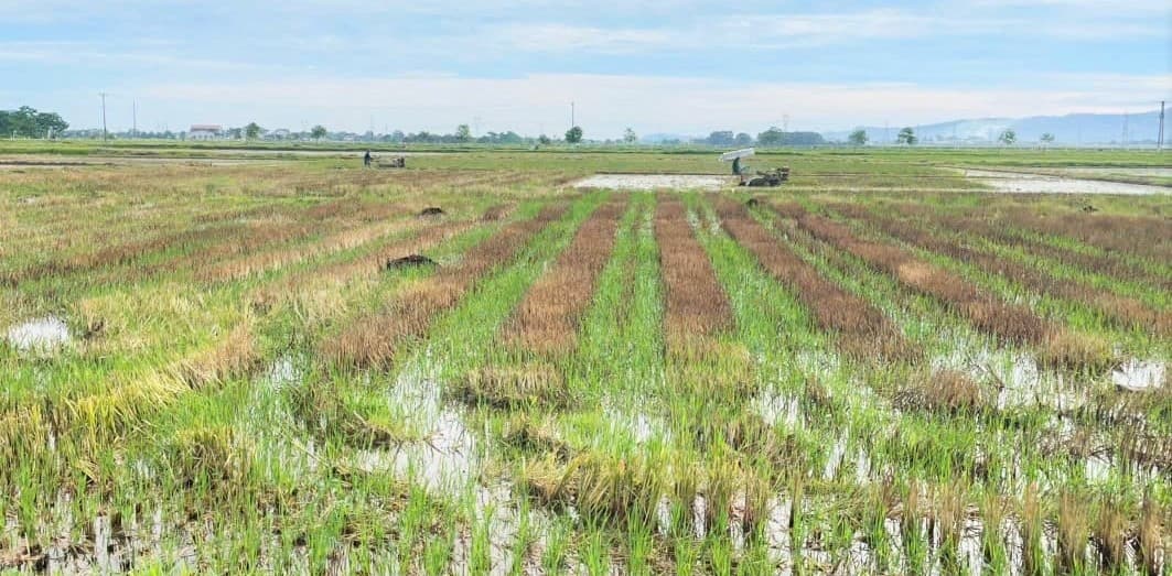 Nông dân tích cực xử lý rơm rạ tại ruộng bằng chế phẩm sinh học