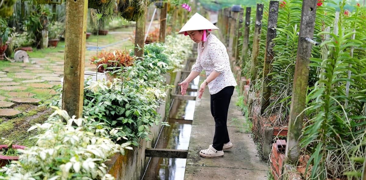 Vườn lan 24 ha giữa vùng 'đất thép’