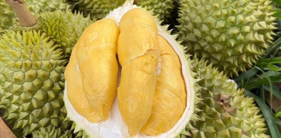 Giá sầu riêng tăng trở lại, thương lái đẩy mạnh mua gom