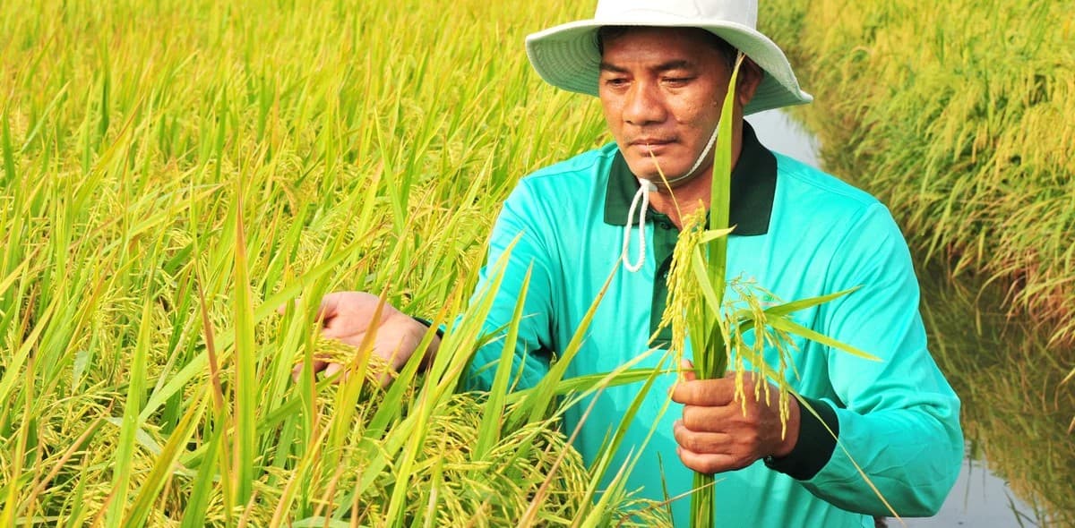 IPHM - 'chìa khóa' giảm sâu bệnh, giảm hóa chất