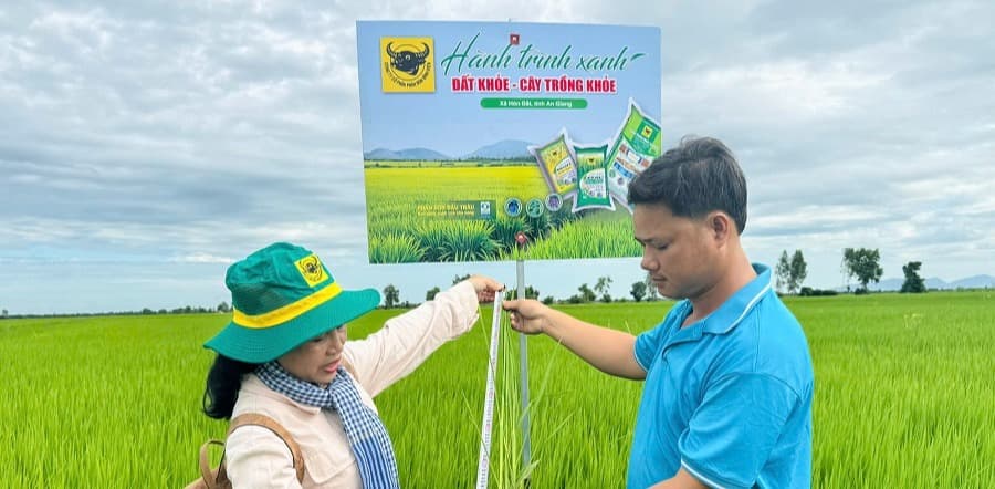 Cải tạo đất đầu vụ, chủ động hạn chế ngộ độc phèn cho lúa