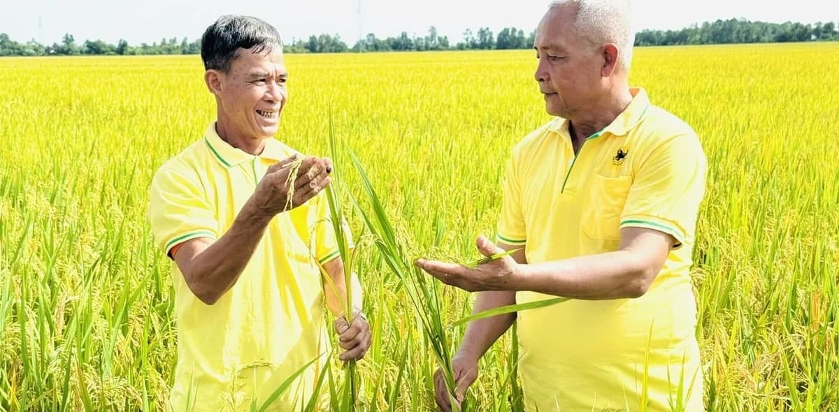 An Giang tăng tốc Đề án 1 triệu hecta lúa