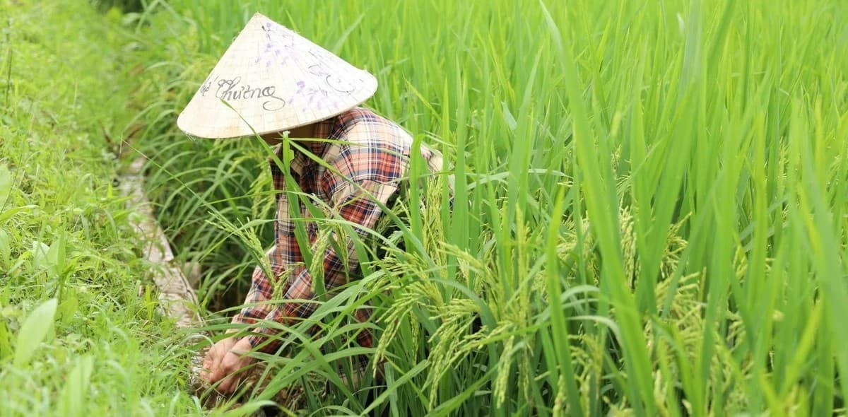 Trồng lúa giảm phát thải, tăng thêm nhiều lợi ích