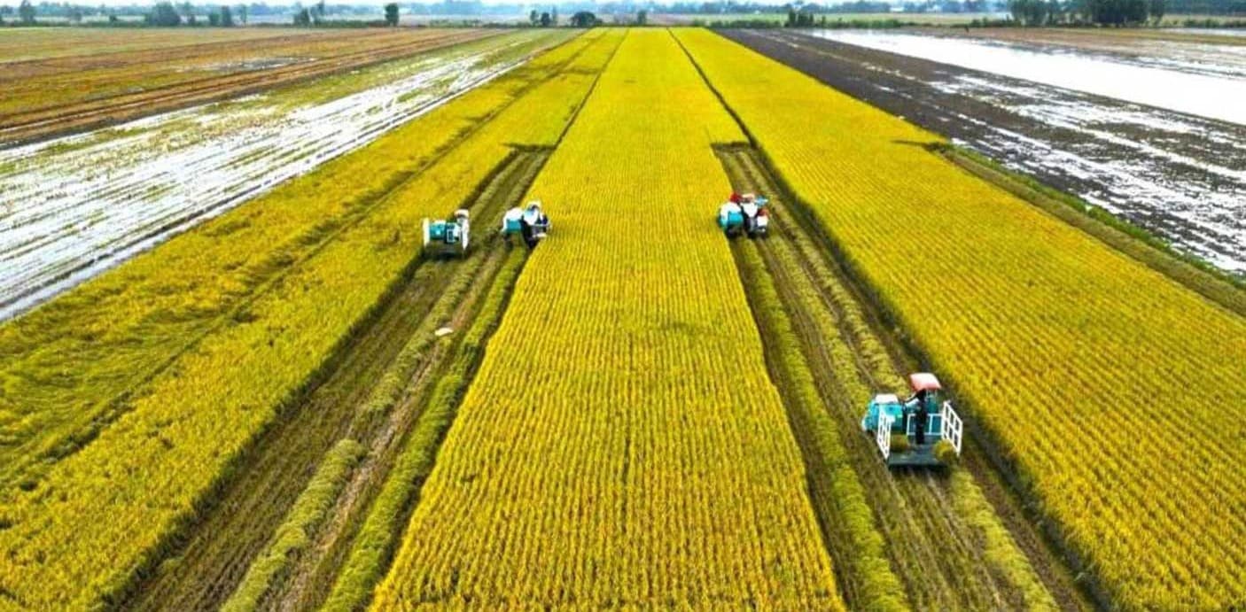 Phát triển bèo hoa dâu phục vụ canh tác lúa bền vững tại ĐBSCL