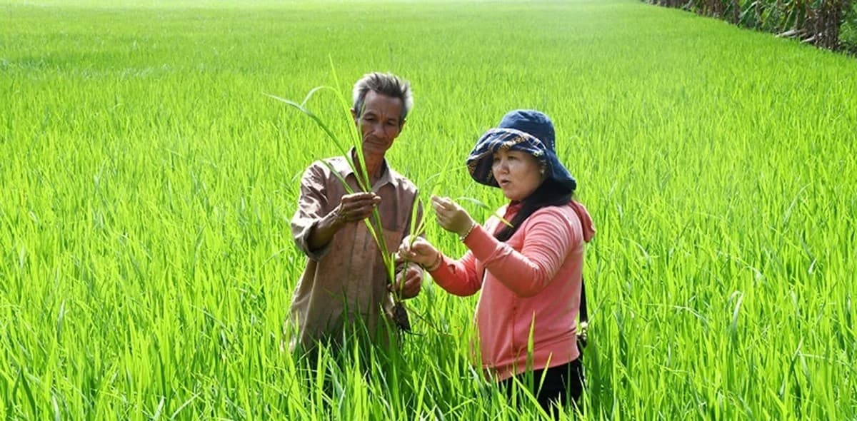 'Nông dân học nông dân' áp dụng quản lý sức khỏe cây trồng tổng hợp