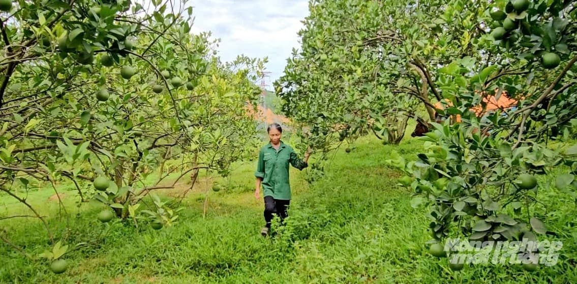 Đất khỏe thì cây khỏe, cây khỏe quả mới ngon