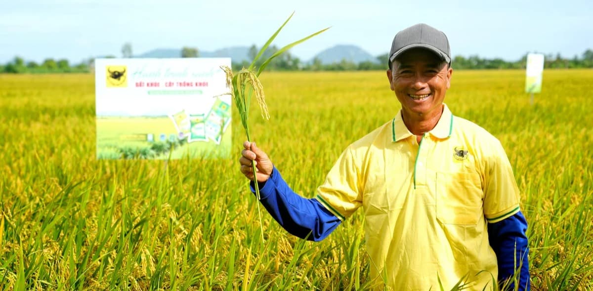 Nâng pH đất phèn - chìa khóa hạ giá thành lúa hè thu