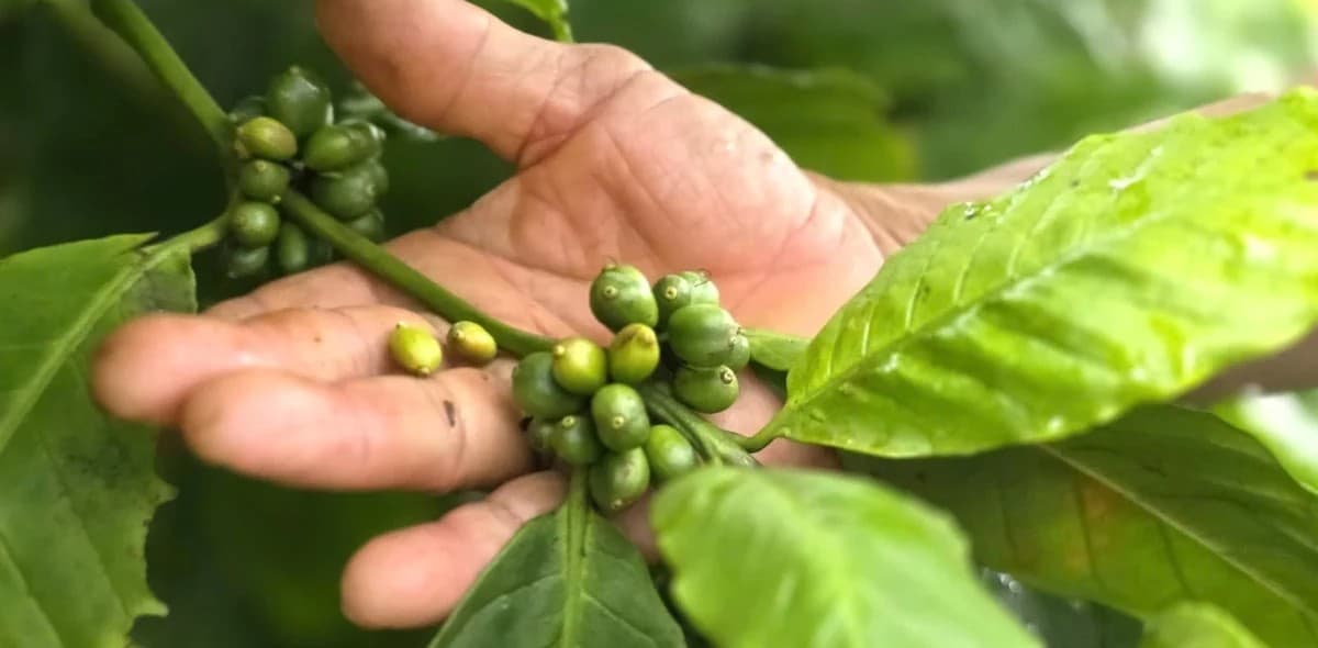 Cà phê rụng quả non la liệt, nông dân đứng ngồi không yên