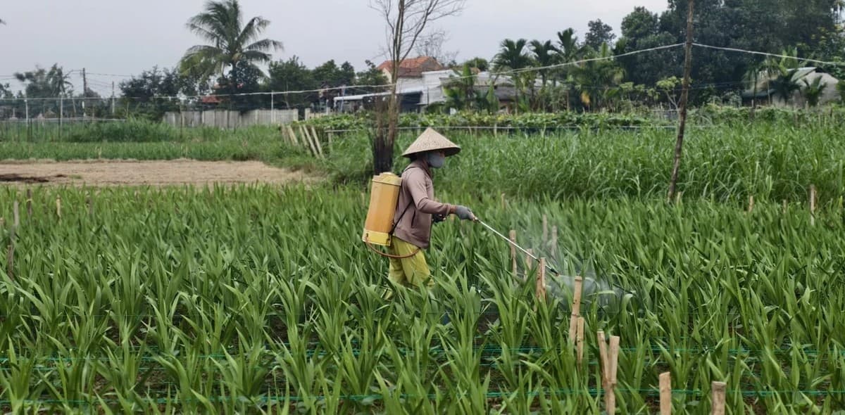 Nhà vườn chật vật giữ mùa hoa lay ơn Tết