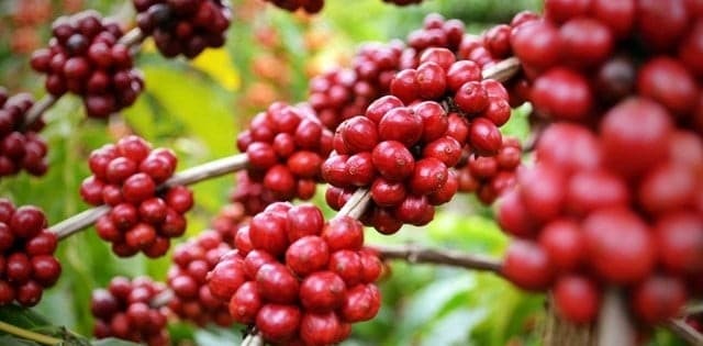 Tăng 500 đồng/kg, giá cà phê áp sát mốc 93.000 đồng/kg
