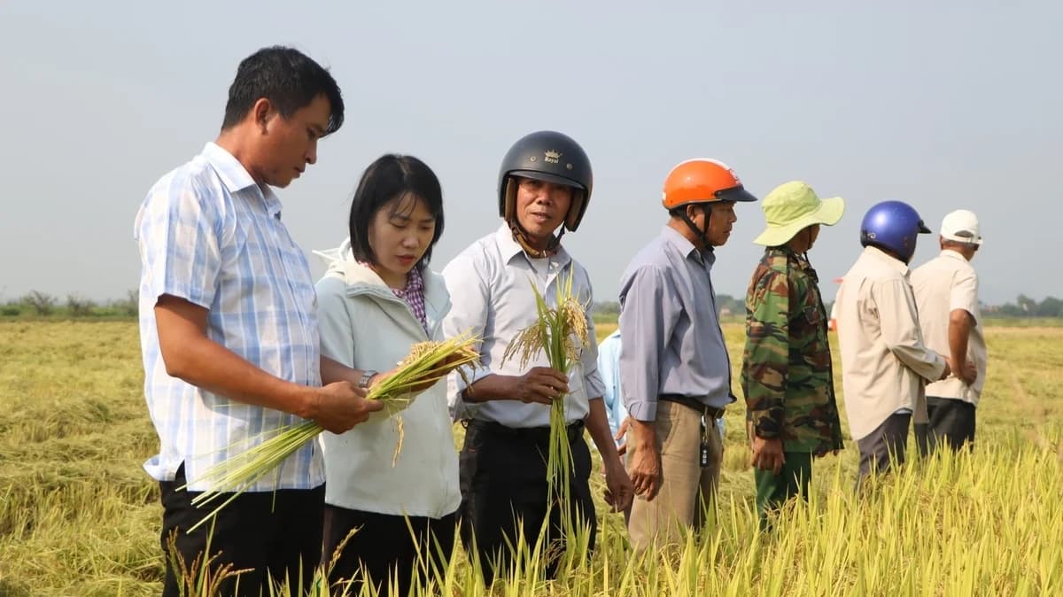 ‘3 giảm 3 tăng’ mở đường sản xuất lúa phát thải thấp