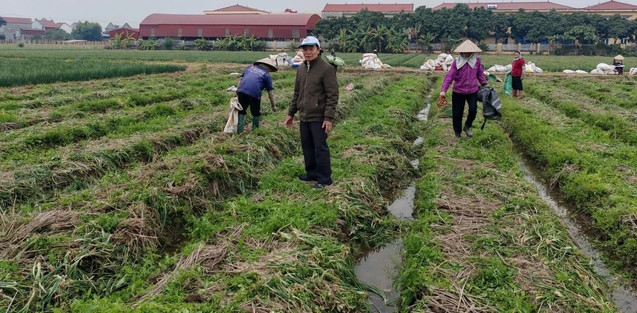 Hành vụ đông gặp nhiều thuận lợi, được mùa, trúng giá