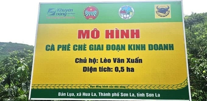 Người Thái bản Lụa làm cà phê thông minh