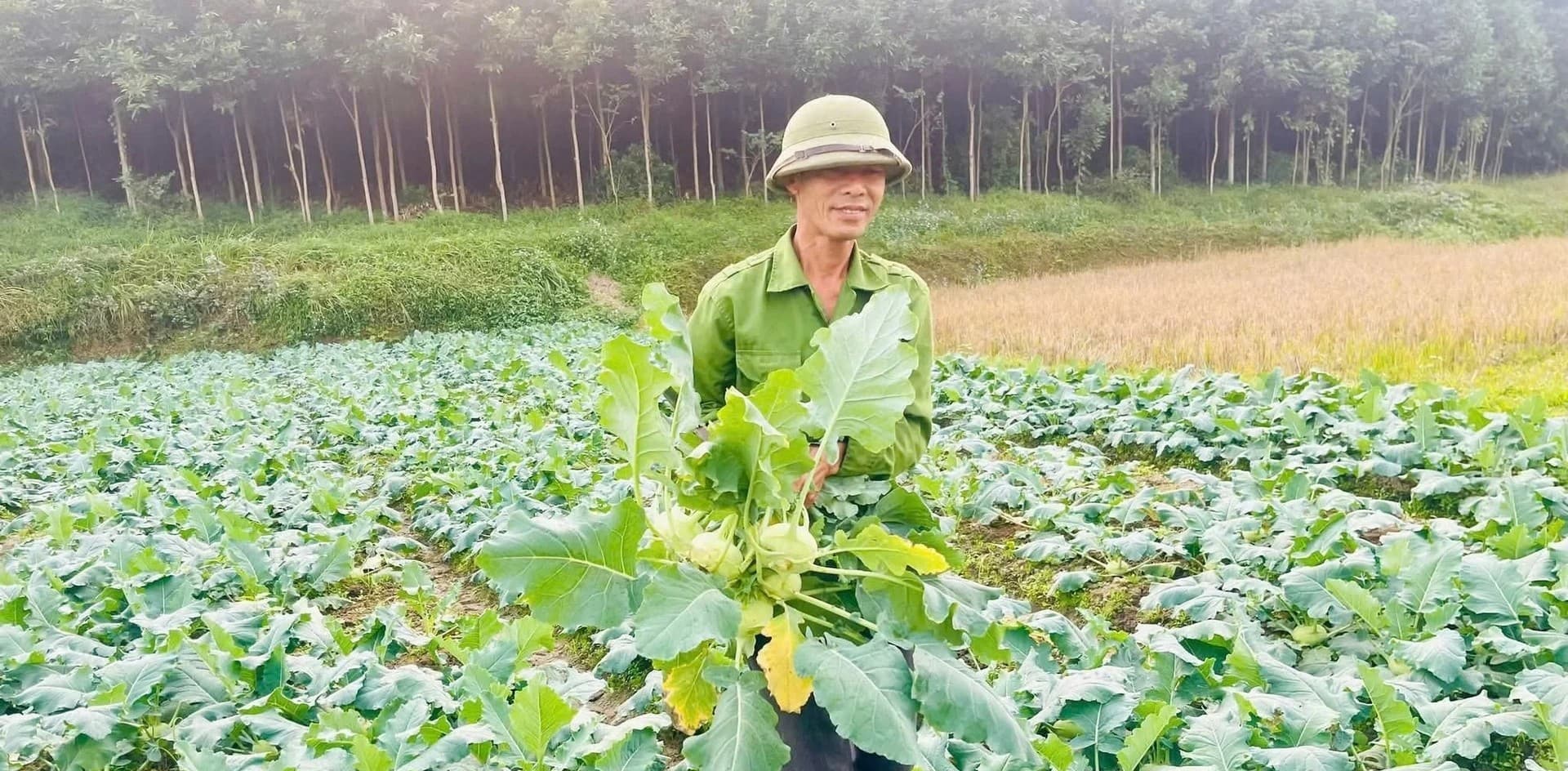 Rau màu vụ đông được mùa, được giá