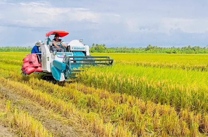 Đề án 1 triệu ha lúa chất lượng cao giúp nâng cao thương hiệu gạo Việt