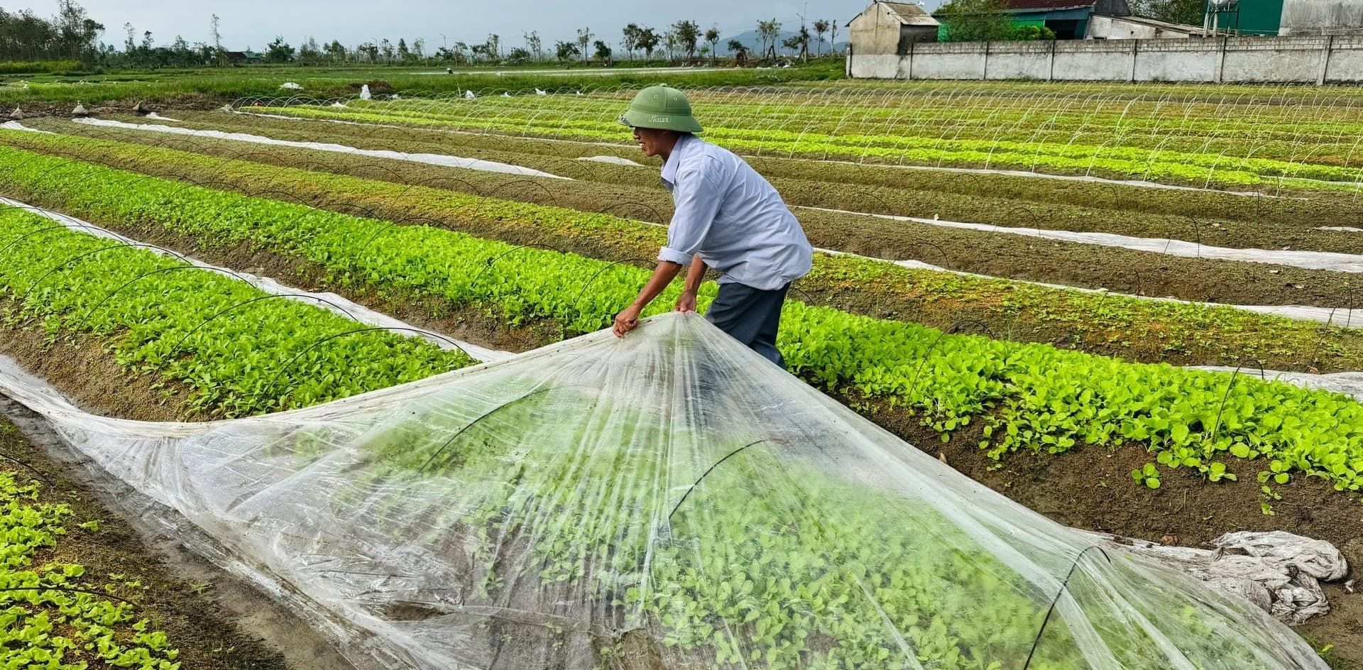 Phấn đấu sản xuất vụ đông 2025 đạt và vượt kế hoạch