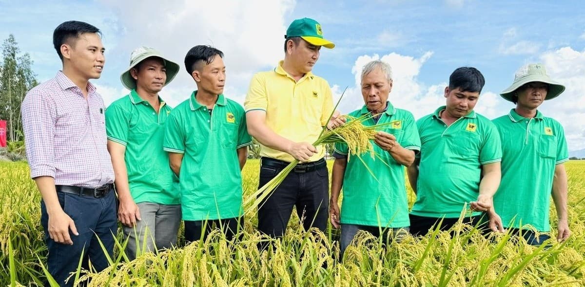 Tổng kết dự án khuyến nông trồng lúa giảm phát thải ở ĐBSCL