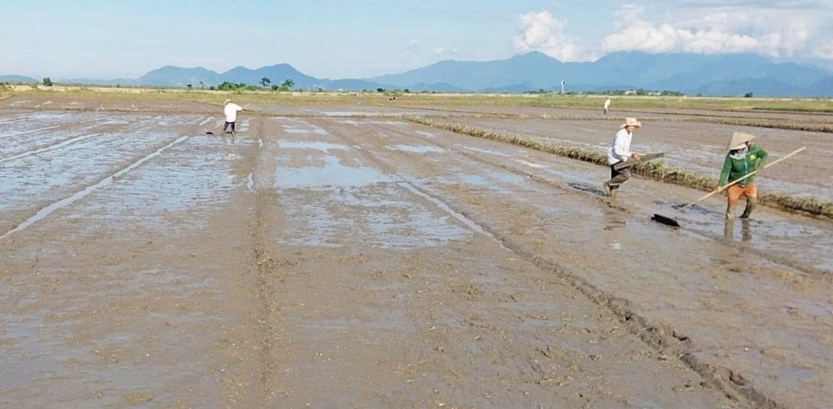 Nông dân chạy đua với vụ hè thu sau mưa lũ