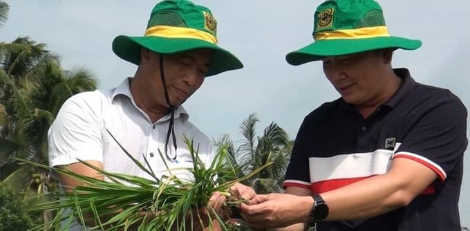 Những kết quả tích cực trong vụ hè thu 2024 ở ĐBSCL