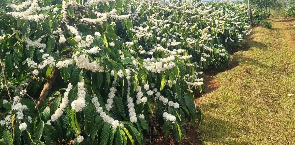 Những vườn cà phê 30 tấn ở Gia Lai