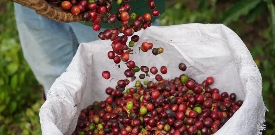 Ngày 22/10: Giá cà phê thế giới tăng mạnh, hồ tiêu neo cao ở mức 145.400 đồng/kg