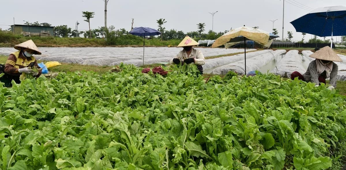 Xem nông dân khử trùng đất kiểu Nhật