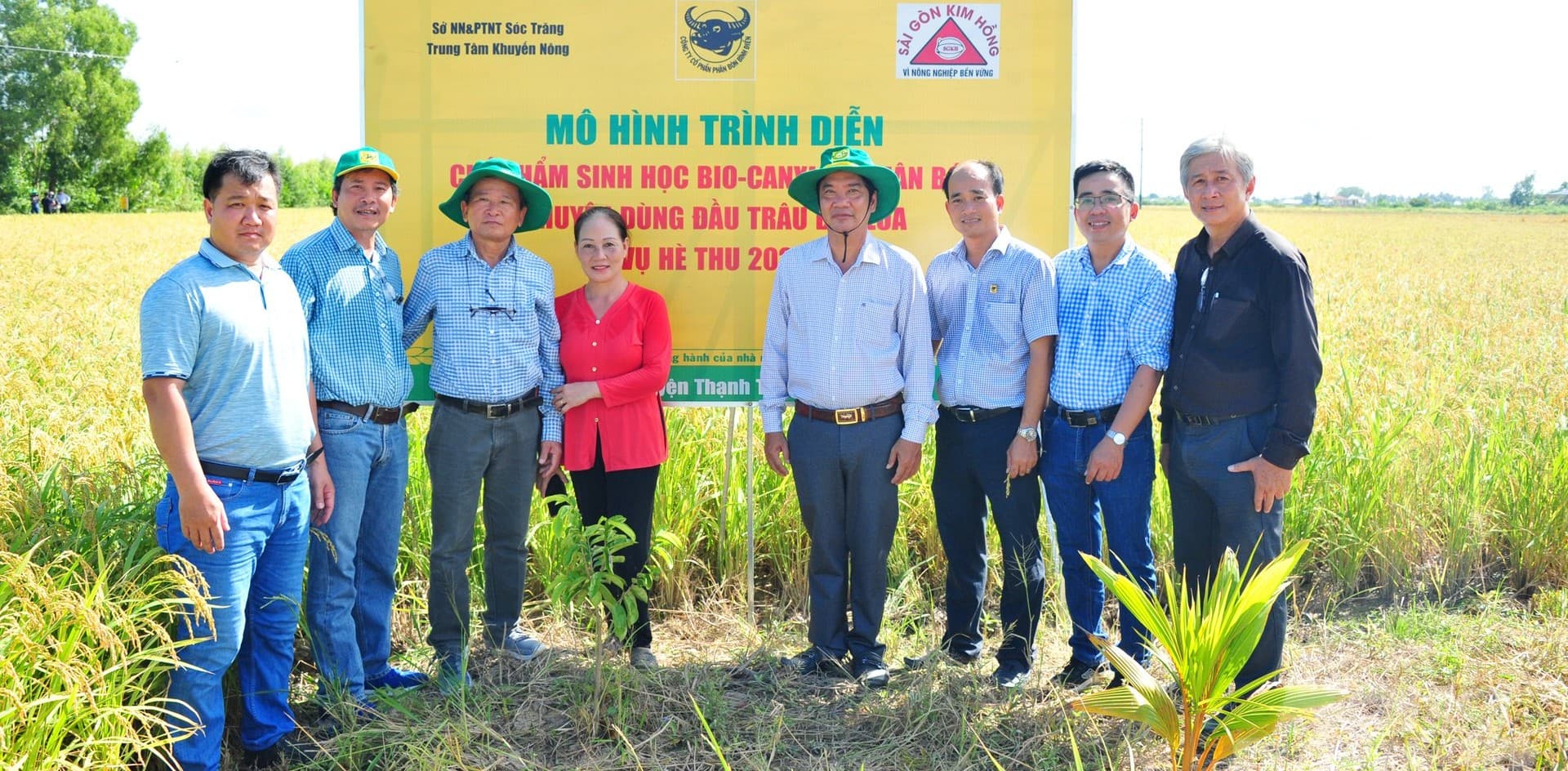 Đã mắt với đồng lúa rực sáng nhờ canh tác thông minh