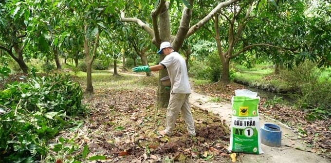 Chú ý bón phân hữu cơ cho đất liếp vườn xoài sau thu hoạch