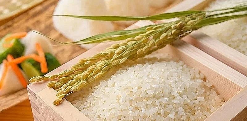 Giá lúa gạo hôm nay 7/5/2026: Diễn biến trầm lắng