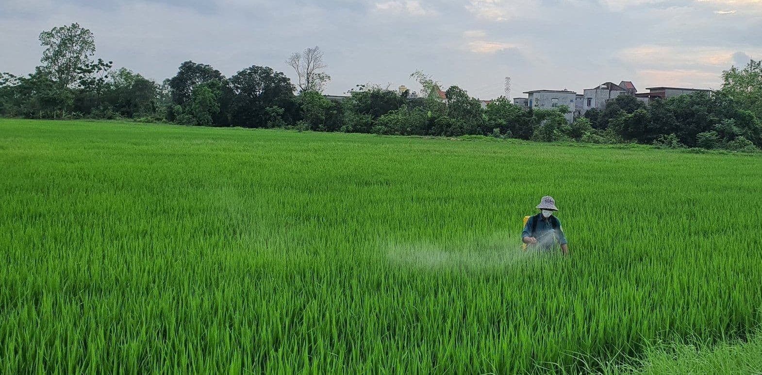 Thái Bình tập trung phòng, trừ sâu bệnh hại lúa xuân