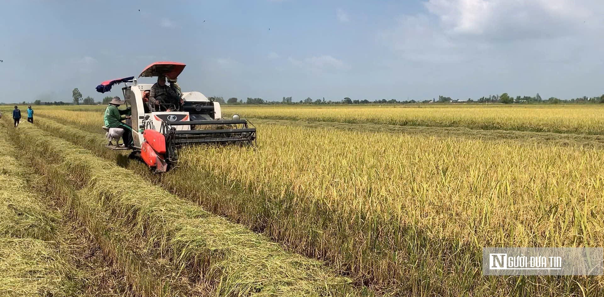 Nỗi lo “trúng mùa, hụt lãi” của nông dân vụ Đông Xuân