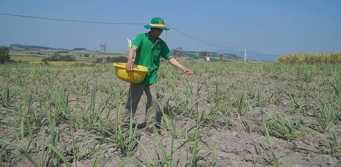 Lưu ý khi bón phân cho cây mía ở vùng đất phụ thuộc vào ‘nước trời’