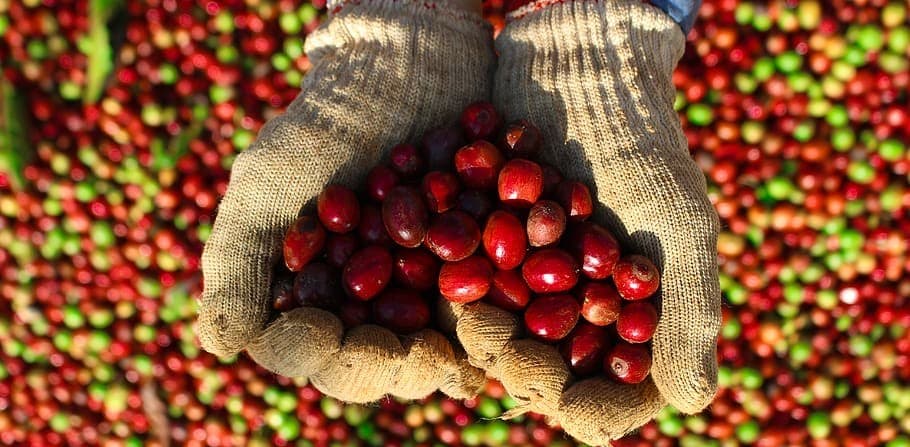 Giá cà phê hôm nay 9/1: Mất đà tăng do USD mạnh lên, giao dịch trầm lắng