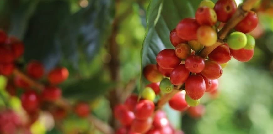 Bản tin nông sản hôm nay (26-3): Giá hồ tiêu, cà phê tăng mạnh