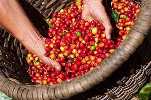 Bản tin nông sản ngày 21/10: Giá cà phê tăng nhẹ, hồ tiêu và lúa gạo đi ngang