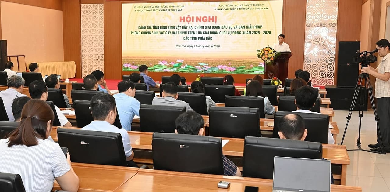 Rủi ro thời tiết, sâu bệnh dồn vào giai đoạn trỗ lúa đông xuân